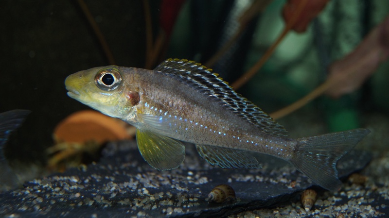 Xenotilapia sp. 'papilio sunflower' Isanga Bay